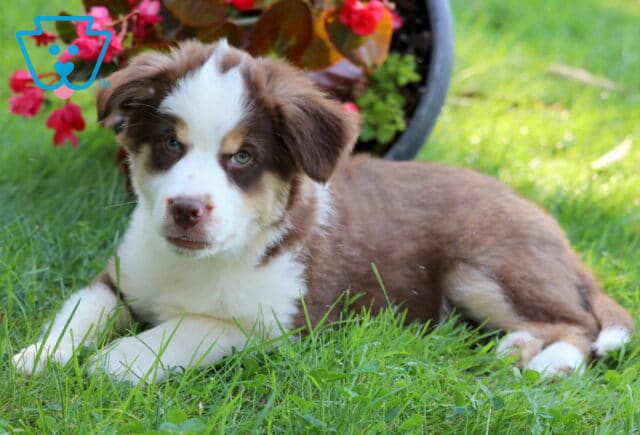 Graham Mini Australian Shepherd Retake image