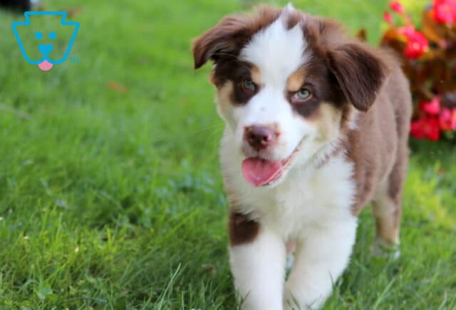 Graham Mini Australian Shepherd Retake2 image