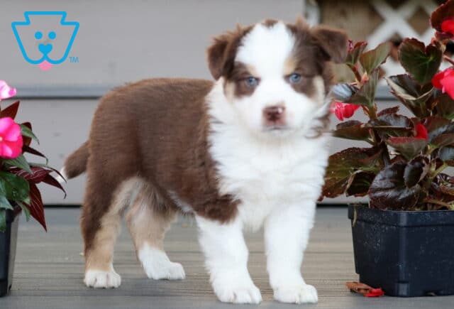 Fluffy Mini Australian Shepherd puppy with a soft brown and white coat and icy blue eyes, standing confidently on a porch between two pots of bright flowers. image