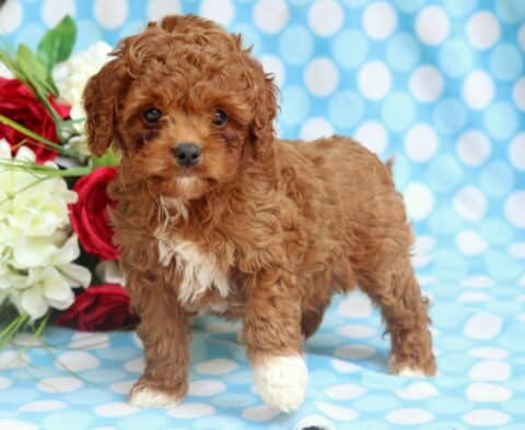 Grayson Cavapoo