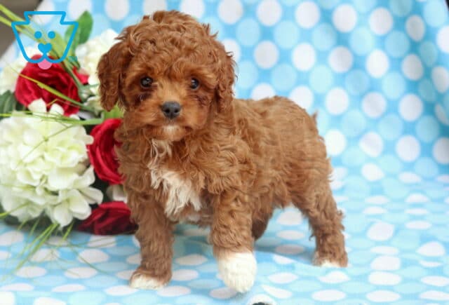 Cute Cavapoo puppy with a curly apricot coat and white chest and paws standing on a blue polka dot blanket, with red and white flowers in the background. image