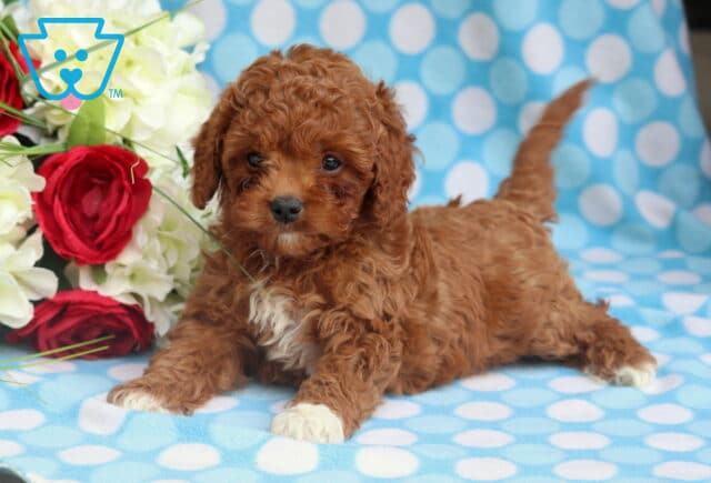 Playful Cavapoo puppy with a curly apricot coat and white markings lounging on a blue polka dot blanket, with red and white flowers adding a bright, cheerful background. image