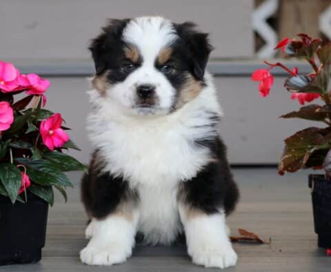 Mini Australian Shepherd puppy with a fluffy black, white, and tan coat sitting upright between two pots of bright pink flowers on a wooden porch.