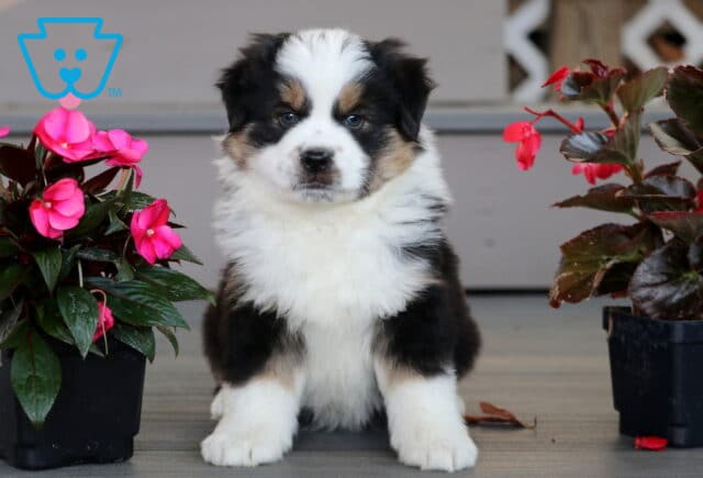 Mini Australian Shepherd puppy with a fluffy black, white, and tan coat sitting upright between two pots of bright pink flowers on a wooden porch. image