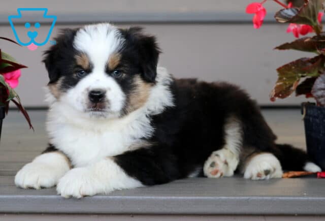 Mini Australian Shepherd puppy with a black, white, and tan coat laying on a porch step between two pots of pink flowers, looking calmly at the camera. image