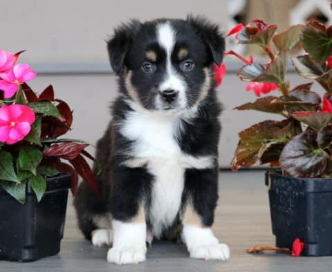 Mini Australian Shepherd puppy sitting between two pots of bright pink flowers, with a soft black, white, and tan coat and a curious expression.