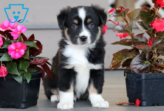 Mini Australian Shepherd puppy sitting between two pots of bright pink flowers, with a soft black, white, and tan coat and a curious expression. image