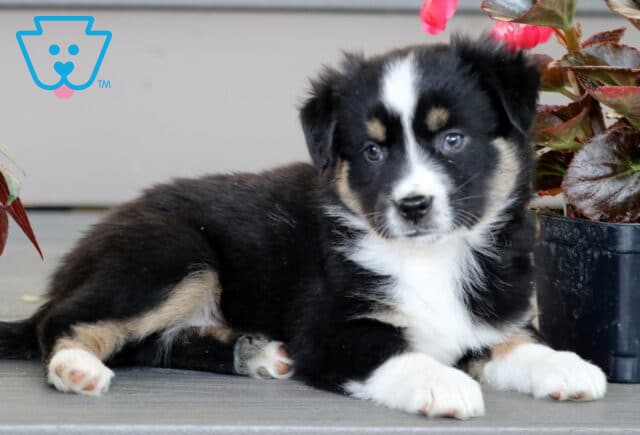 Mini Australian Shepherd puppy with a black, white, and tan coat laying on a porch next to vibrant pink flowers, gazing sweetly at the camera. image
