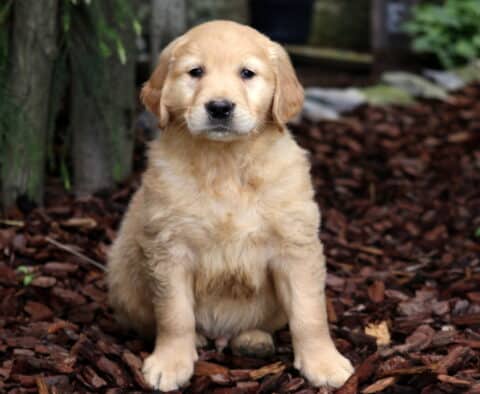 Fluffy Golden Retriever puppy sitting on a bed of bark mulch with a curious expression, surrounded by greenery and trees in the background.