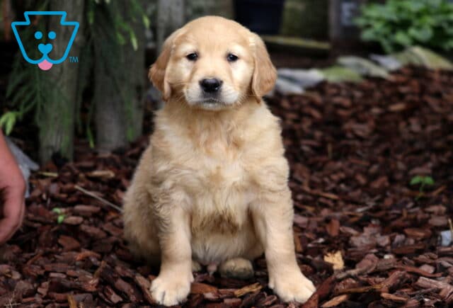 Fluffy Golden Retriever puppy sitting on a bed of bark mulch with a curious expression, surrounded by greenery and trees in the background. image