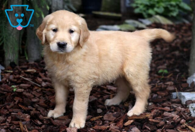 Golden Retriever puppy standing on bark mulch with tail extended, looking calm and curious in a wooded garden setting. image