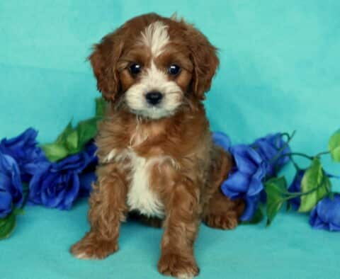 Adorable Cavapoo puppy sitting on a turquoise background with curly reddish-brown fur, white markings on the face and chest, and surrounded by vibrant blue artificial flowers.