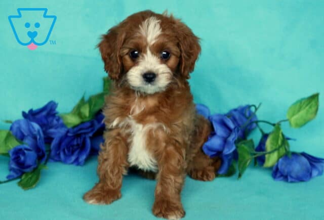 Adorable Cavapoo puppy sitting on a turquoise background with curly reddish-brown fur, white markings on the face and chest, and surrounded by vibrant blue artificial flowers. image