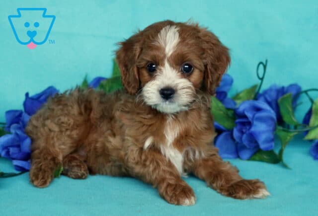 Curly-coated Cavapoo puppy laying down on a turquoise backdrop, showing off its white chest and facial markings, surrounded by vivid blue artificial flowers. image