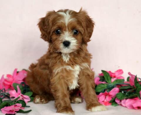 Fluffy brown and white Cavapoo puppy sitting on a soft pink background, surrounded by vibrant pink artificial flowers and green leaves.