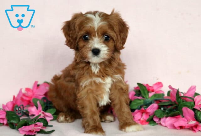 Fluffy brown and white Cavapoo puppy sitting on a soft pink background, surrounded by vibrant pink artificial flowers and green leaves. image