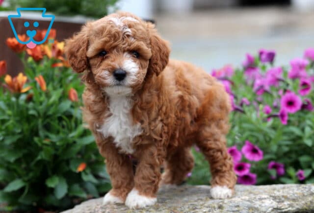 Adorable Mini Poodle puppy with curly apricot and white fur standing on a stone ledge in front of vibrant purple and orange flowers, looking sweetly at the camera. image
