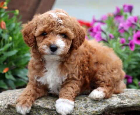 Curly-coated Mini Poodle puppy with apricot and white fur lying on a large rock, surrounded by bright purple and orange flowers, looking sweetly at the camera.
