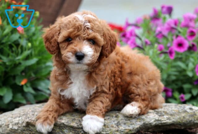 Curly-coated Mini Poodle puppy with apricot and white fur lying on a large rock, surrounded by bright purple and orange flowers, looking sweetly at the camera. image