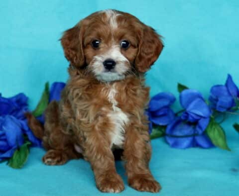 Harley Cavapoo