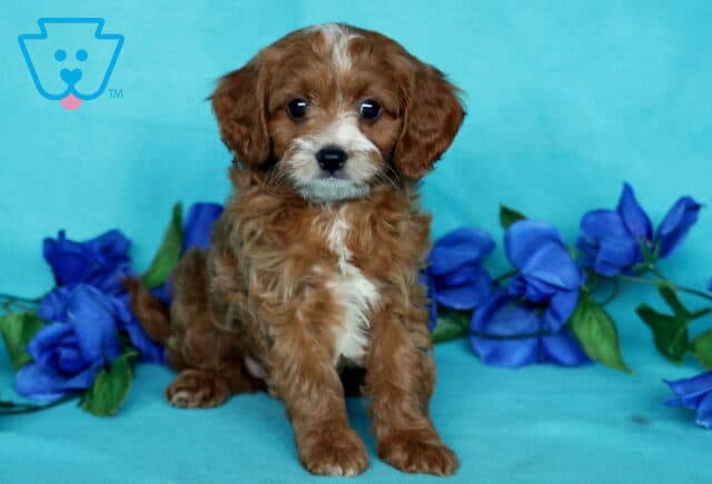 Adorable Cavapoo puppy sitting upright on a turquoise backdrop, surrounded by vivid blue flowers and looking sweetly at the camera. image