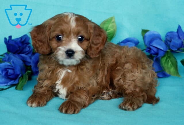 Curly-coated Cavapoo puppy resting on a teal backdrop, framed by bold blue flowers and gazing sweetly toward the camera. image