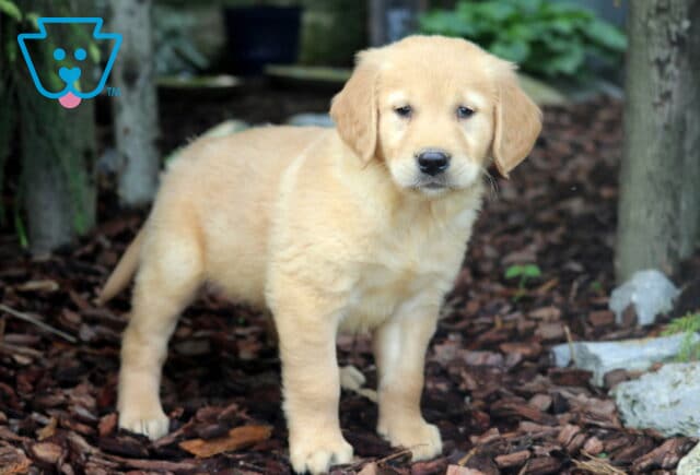 Golden Retriever puppy standing on a layer of mulch in a shaded garden area, looking gently at the camera with soft ears and a calm expression. image