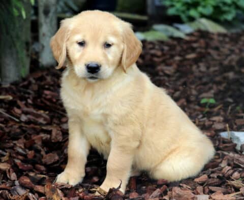 Fluffy Golden Retriever puppy sitting quietly on mulch in a shaded garden area, looking sweet and slightly shy beside rocks and trees.