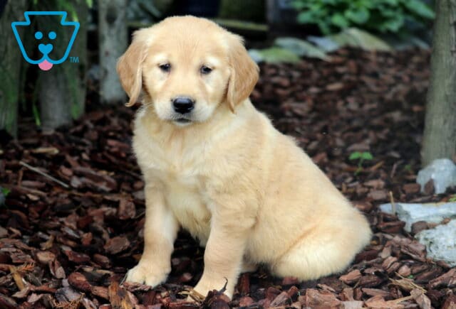 Fluffy Golden Retriever puppy sitting quietly on mulch in a shaded garden area, looking sweet and slightly shy beside rocks and trees. image