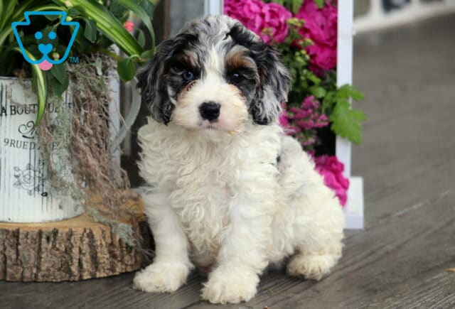 Harvey Cockapoo image