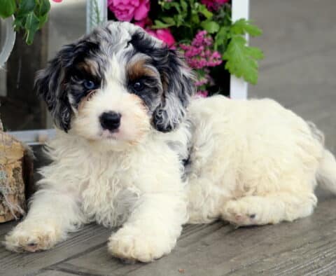 Harvey Cockapoo2