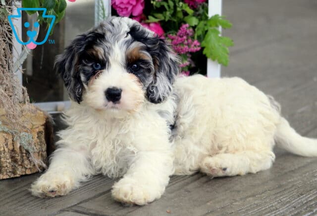 Harvey Cockapoo2 image