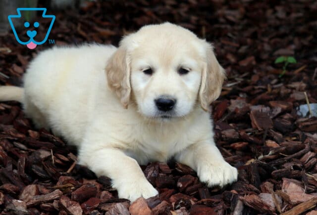 Adorable cream-colored Golden Retriever puppy lying down on bark mulch with front paws stretched forward, resting calmly in a shaded outdoor setting. image