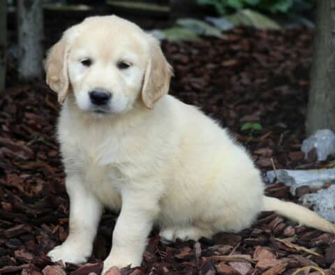 Creamy Golden Retriever puppy sitting on mulch near rocks and trees, looking slightly to the side in a peaceful, shaded garden area.