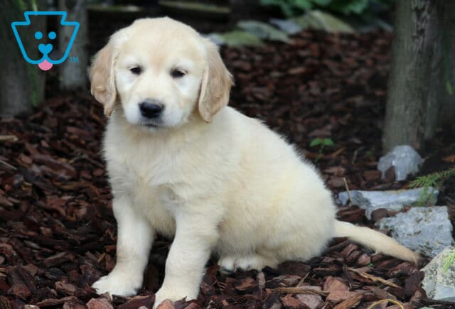 Creamy Golden Retriever puppy sitting on mulch near rocks and trees, looking slightly to the side in a peaceful, shaded garden area. image
