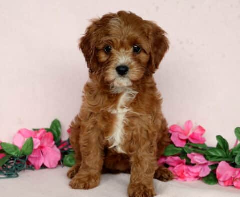 Adorable Cavapoo puppy with curly reddish-brown fur and a white chest sitting in front of a soft pink background, surrounded by pink flowers and green leaves.