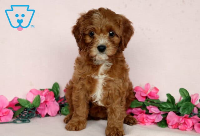 Adorable Cavapoo puppy with curly reddish-brown fur and a white chest sitting in front of a soft pink background, surrounded by pink flowers and green leaves. image