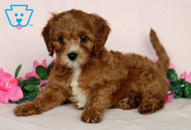 Curly-haired Cavapoo puppy laying on a light pink surface with a raised tail, featuring a reddish-brown coat and white chest, surrounded by bright pink artificial flowers and green leaves. image