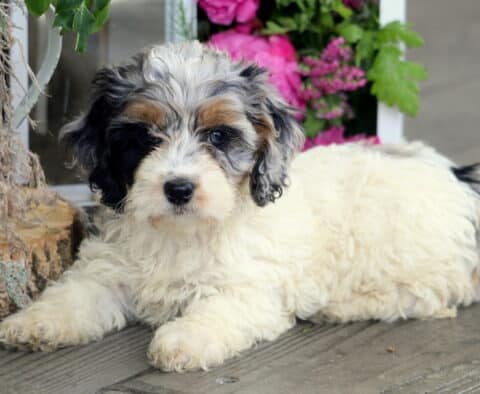 Hazel Cockapoo