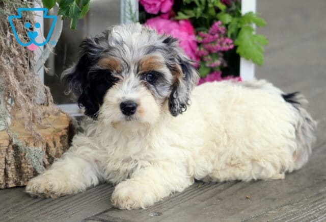 Hazel Cockapoo image