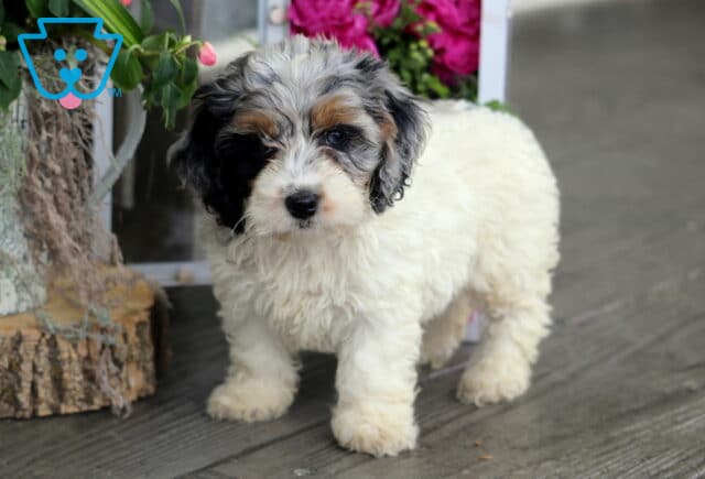 Hazel Cockapoo2 image