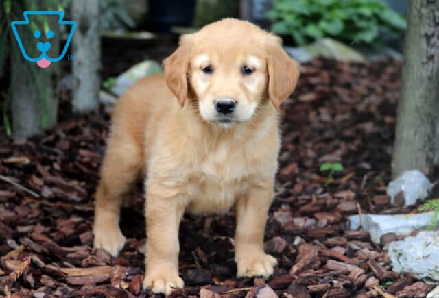 Golden Retriever puppy with a rich golden coat standing on mulch in a shaded garden, looking directly at the camera with a curious expression. image
