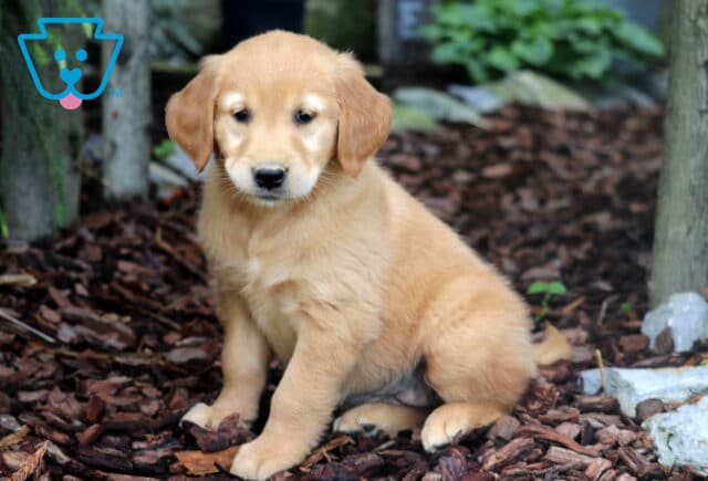 Golden Retriever puppy with a rich golden coat sitting on mulch, looking sweet and alert in a wooded garden area with trees and rocks nearby. image