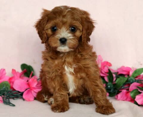 Adorable Cavapoo puppy with curly reddish-brown fur and a white chest sitting in front of a soft pink background, surrounded by pink flowers and green leaves.