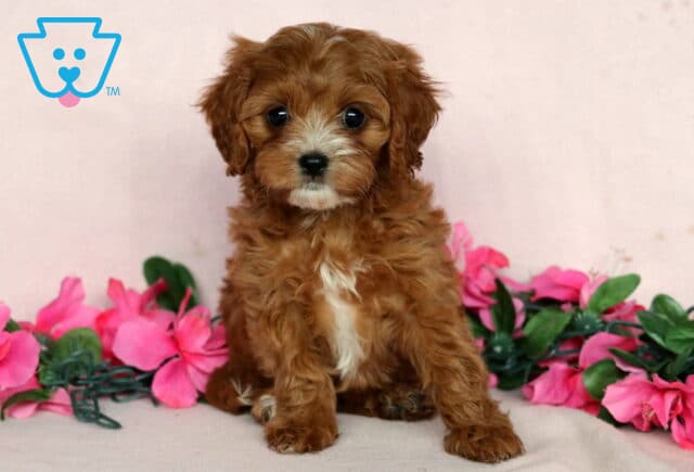 Adorable Cavapoo puppy with curly reddish-brown fur and a white chest sitting in front of a soft pink background, surrounded by pink flowers and green leaves. image