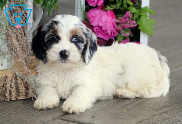 Heidi Cockapoo image