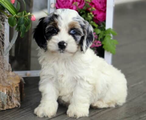 Heidi Cockapoo2
