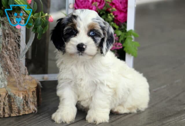Heidi Cockapoo2 image