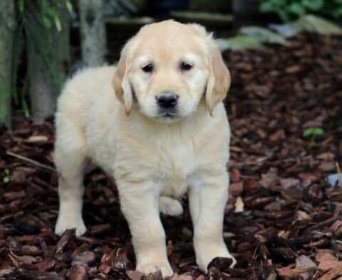 Herby Golden