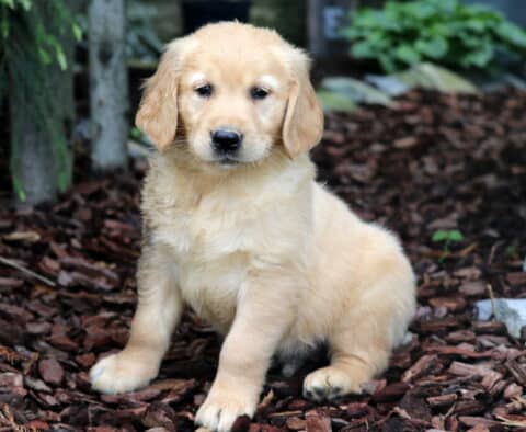 Golden Retriever puppy with soft, wavy fur sitting attentively on mulch in a shaded outdoor area surrounded by trees and greenery.